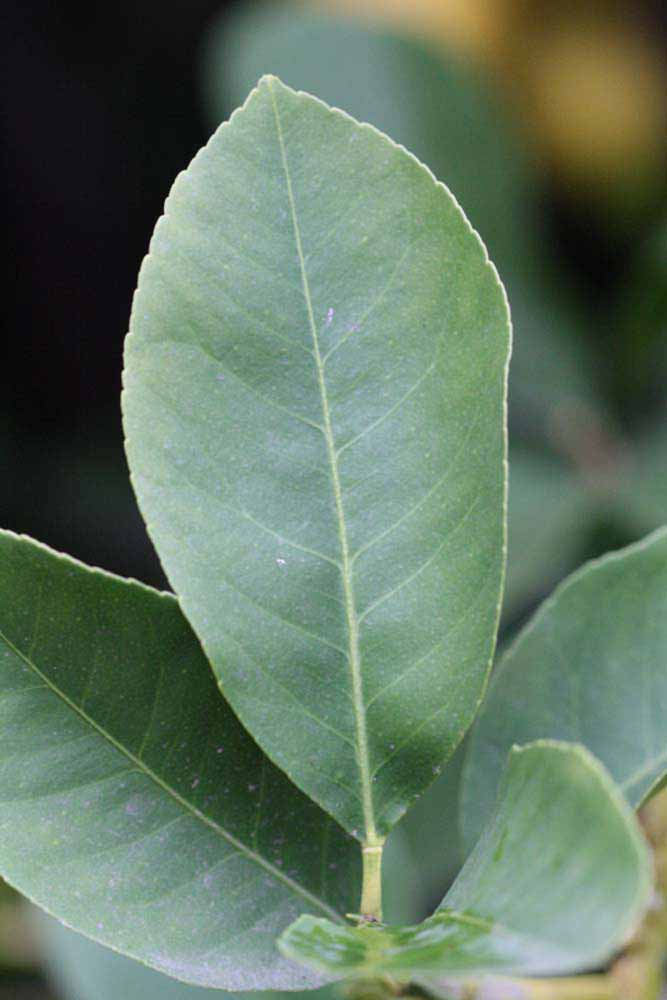                 Unifoliolate leaf (Monroe, Riverside,   CA)       